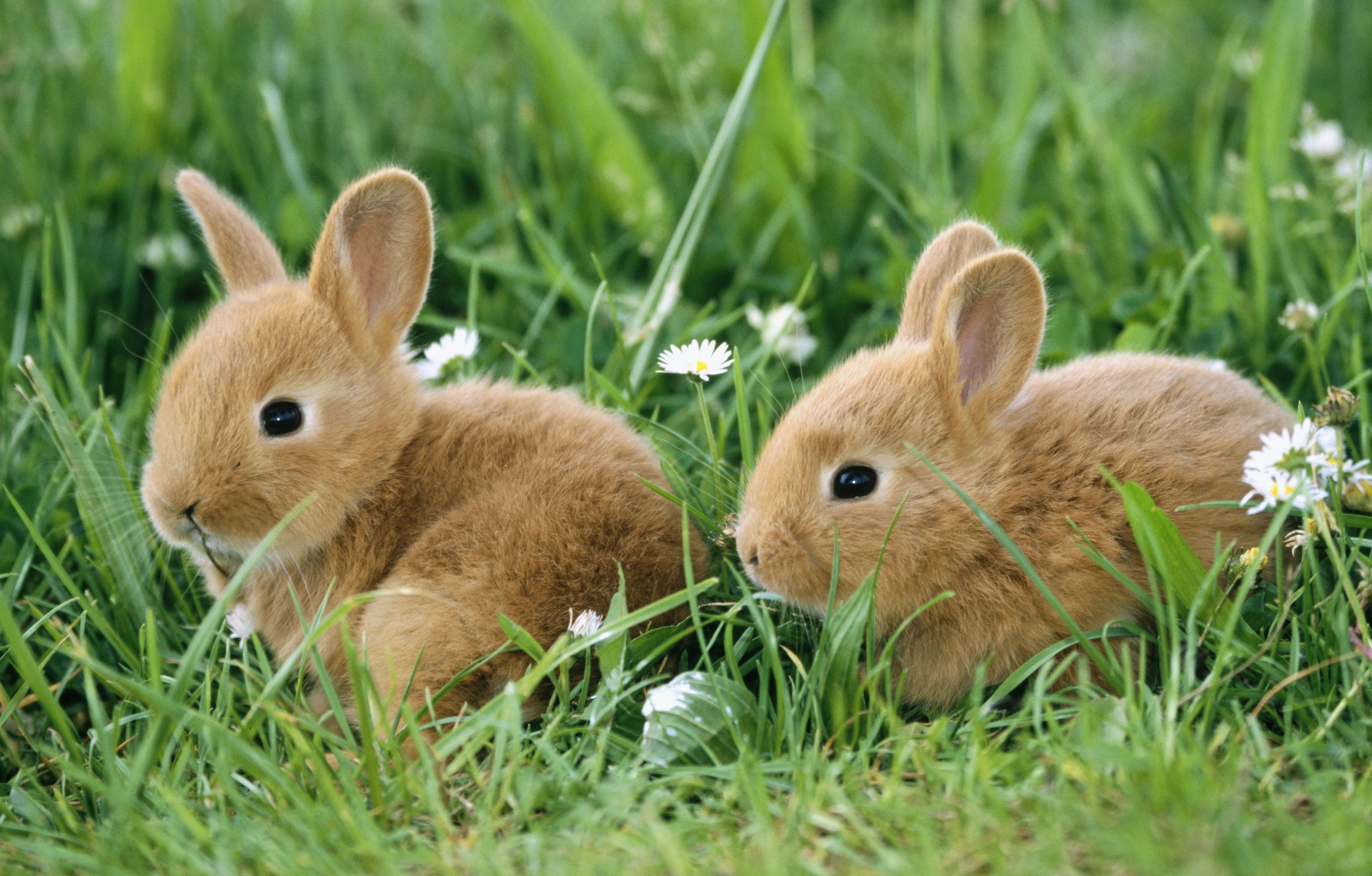 this babe likes rabbit